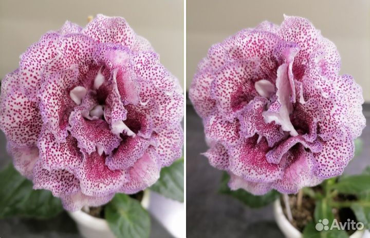 Глоксиния махровая