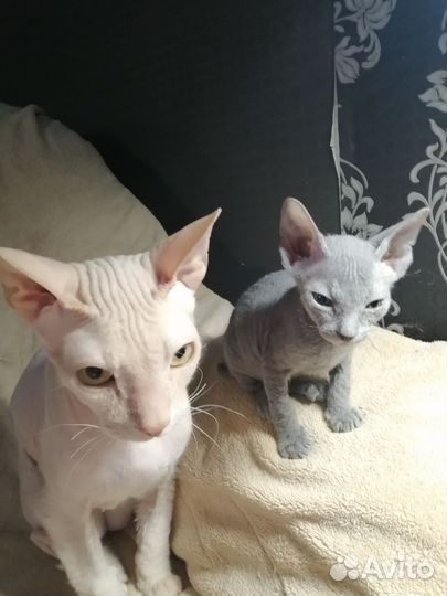 Канадский сфинкс котенок