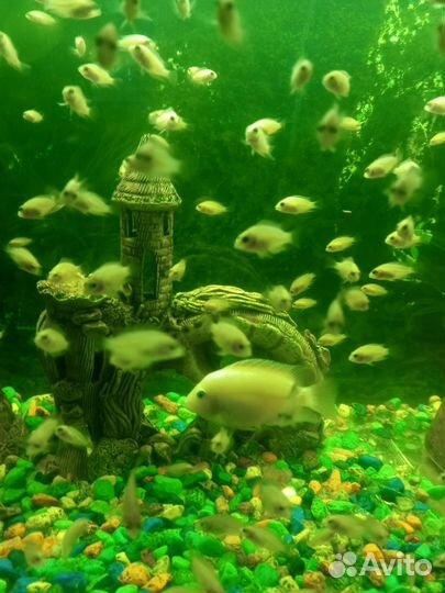 Малёк цихлазома фламинго