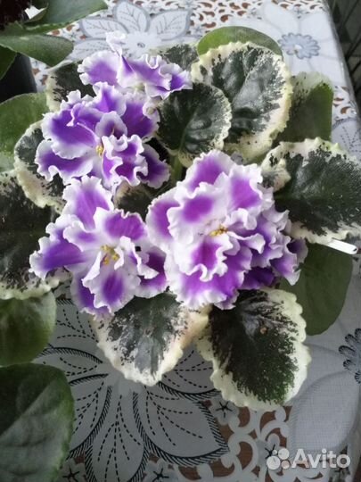 Фиалки набором