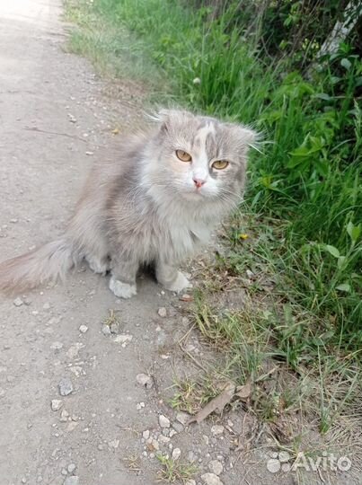 Кошка вислоухая