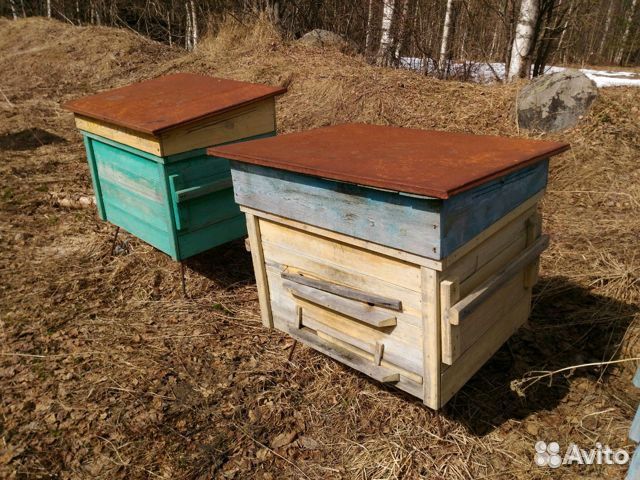 Пчёлы, семья с ульем