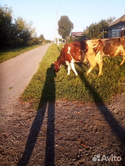 Продам коров