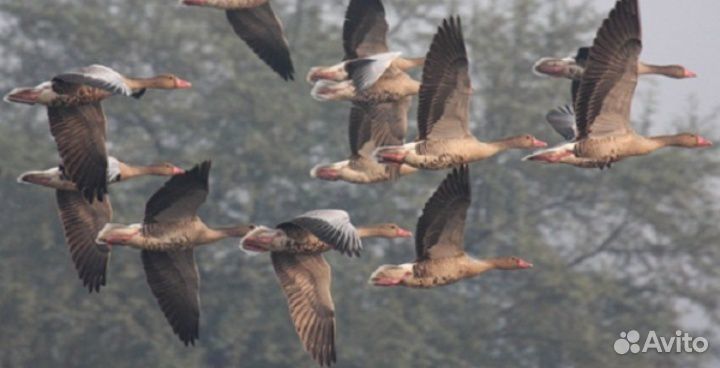 Профиль гусь (для охоты)