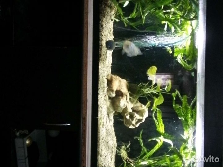 Аквариум