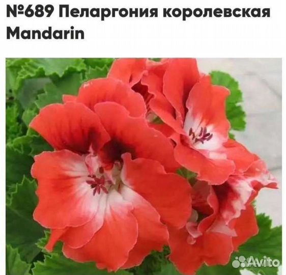 Пеларгония герань королевская