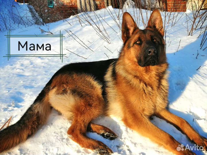 Щенки немецкой овчарки