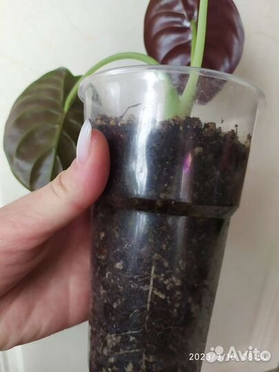 Алоказия медная