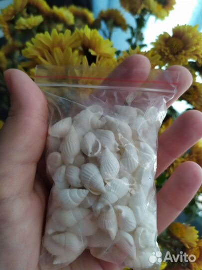 Ракушки для декора
