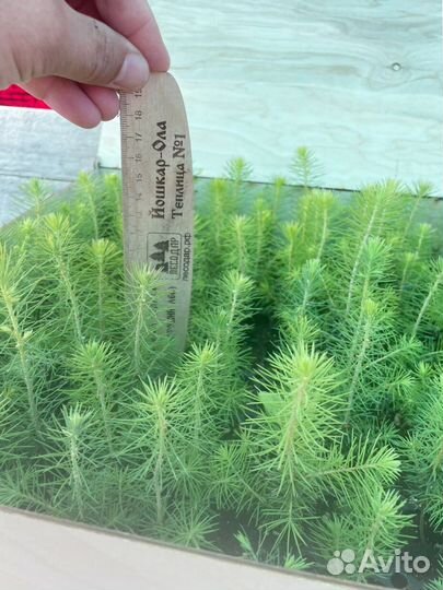 Сосна Обыкновенная/Pinus sylvestris