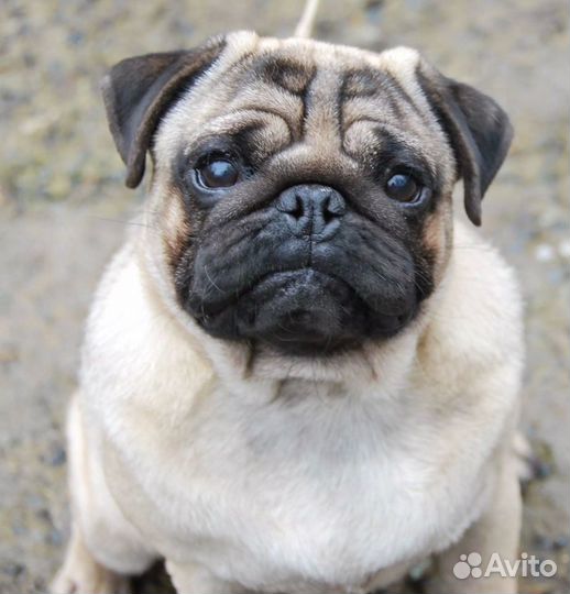 Предлагаю кобеля для вязки