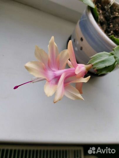 Декабрист жёлтый, шлюмбергера, зигокактус