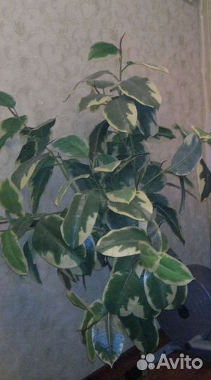 Куст фикуса искуственный. Торг
