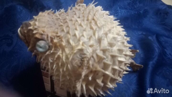 Рыба- шар, eagle