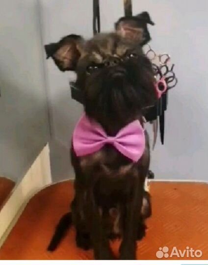 Стрижка, тримминг, экспресс линька