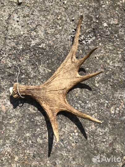 Продам рога лося