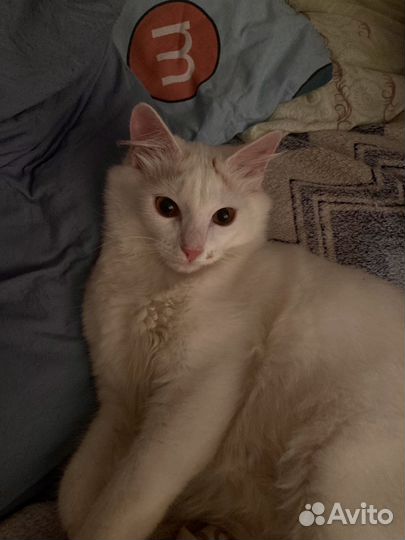 Отдам дворнягу