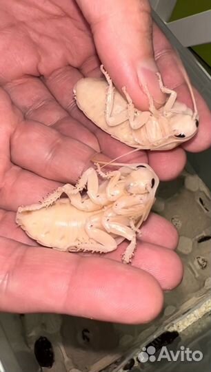 Мадагаскарские тараканы