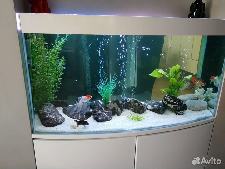 Чистка аквариумов, лечение рыбы, обслуживание