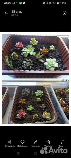 Набор деток суккулентов