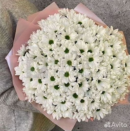 Хризантема Цветы Доставка