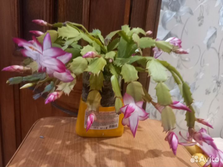 Декабрист шлюмбергера