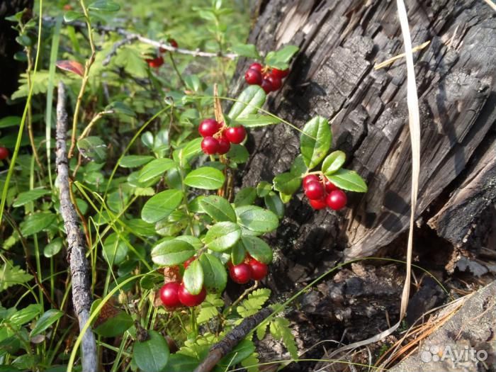 Брусника (ягода свежая) Перебранная