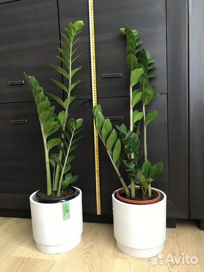 Замиокулькасы (долларовое дерево) высокие, кустами