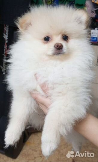 Щенки шпица