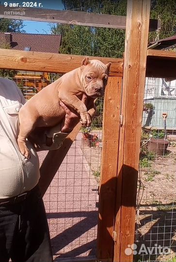 Американский булли покет