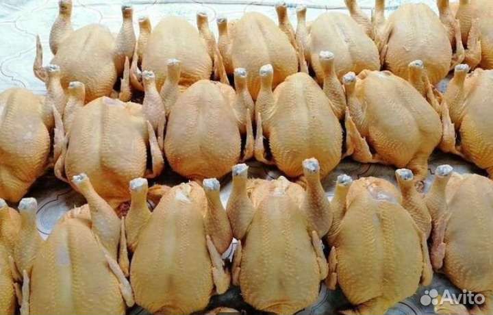 Продажа домашних кур