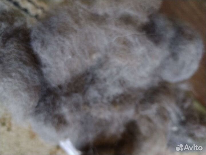 Шерсть собачья, чау, кавказская овчарка