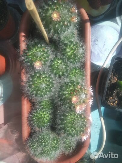 Кактусы и Декабрист- шлюмбергера,фуксия