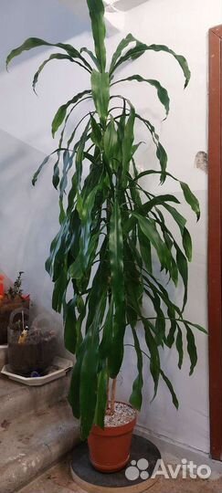 Большой цветок пальма Драцена душистая