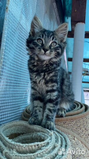 Котенок, девочка, 3 месяца