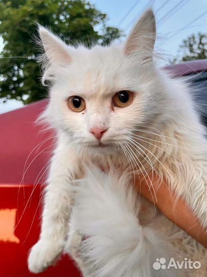 Котятки и кошечка мама в добрые руки