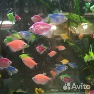 Аквариумные рыбки, улитки и растения