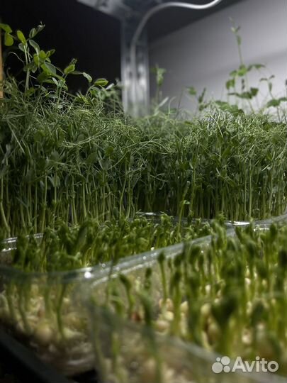 Микрозелень