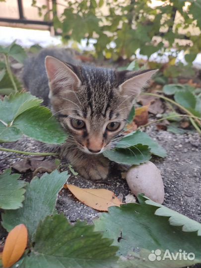 С р о ч н о Котята в добрые руки бесплатно