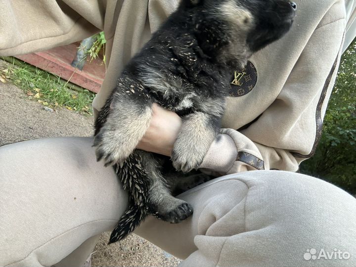 Щенок метис