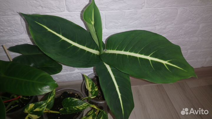 Цветы набором