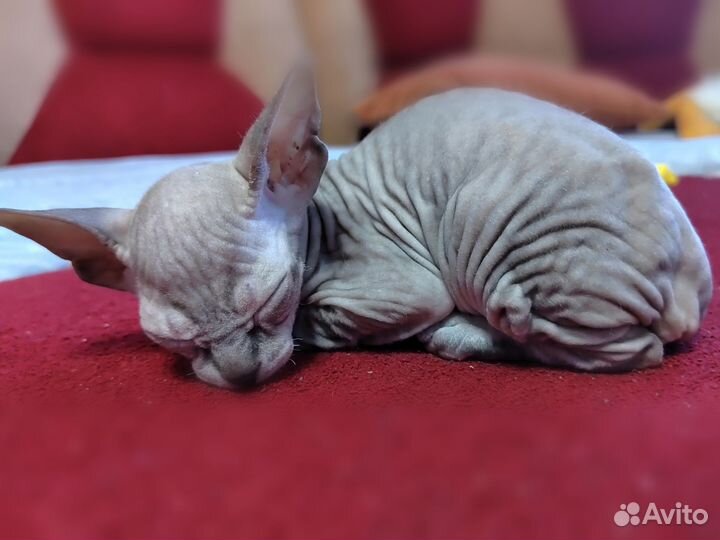 Донской сфинкс