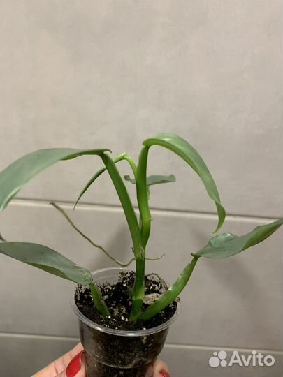 Филодендрон хастатум сильвер. Комнатные растения