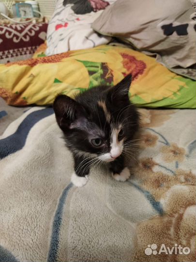 Котята ищут дом