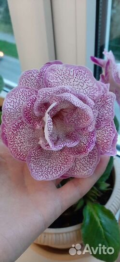 Глоксиния махровая