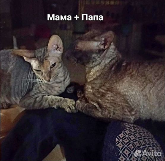 Кошка в добрые руки