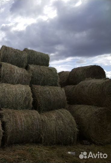 Продам сено в рулонах