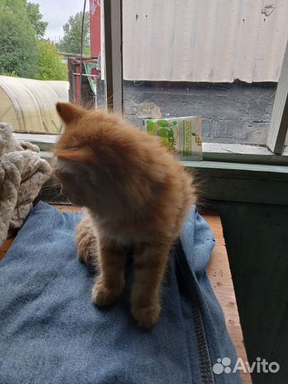 Рыжий котенок