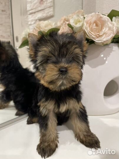 Йоркширский терьер щенки мини и стандарт