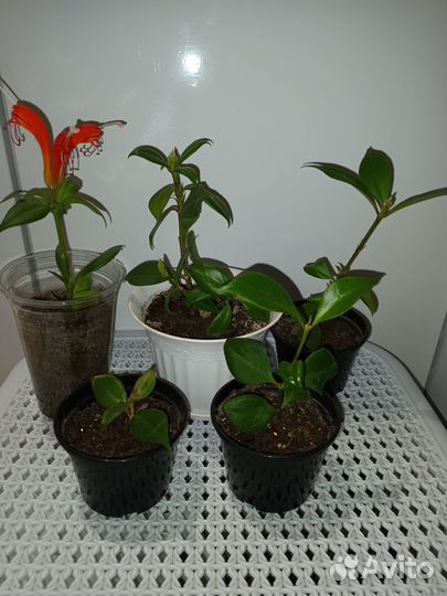 Эсхинантус